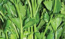 Những phương thuốc hay từ rau cần 